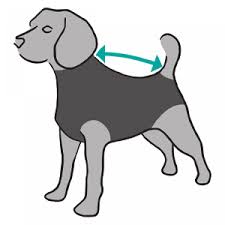 suitical recovery suit op body fur hunde carepet hund unterwegs hunde fox terrier