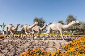 The one million dollar camel race! 4 186 Dubai Camel Photos Free Royalty Free Stock Photos From Dreamstime