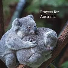 Meet Your Posher Megan Koala Bear Koala Koala Plush