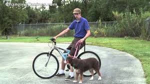 Meet klinger, the first certified running guide dog. Changing Canines Running Your Dog While Riding Your Bike Youtube