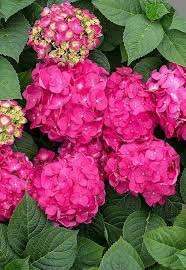 Check spelling or type a new query. Alabama Plant Wholesale Posts Facebook