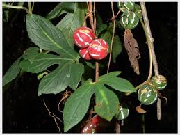 Image result for Diplocyclos