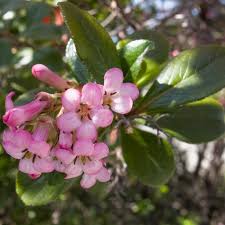 Image result for Escallonia