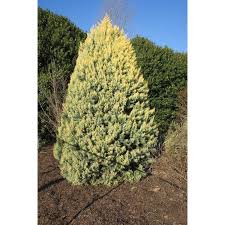 Image result for Cupressus arizonica
