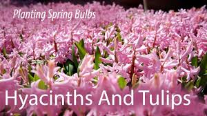 Official state flower of massachusetts. Here Are The Blooming Flowers To Plant In Your Garden This Spring Wbur News