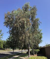 Image result for Acacia stuhlmannii