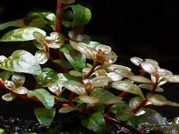 Image result for Ludwigia senegalensis