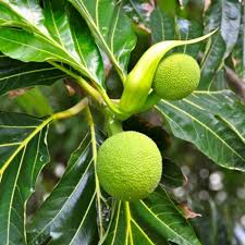 Image result for Artocarpus altilis