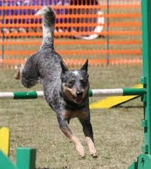 The blue heeler is one of the most popular herding dog originally developed in australia. Australian Cattle Dog Breed Information History Health Pictures And More