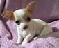 Amazon: chihuahua toys