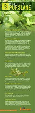 Purslane plant benefits and risks | portulaca oleracea purslane plant health benefits and risks | portulaca oleracea purslane, as the green leafy plant, seems to be an ordinary accessory in designing a flower garden or a vegetable garden. Purslane Portulaca Oleracea Benefits Dosage Bulksupplements Com