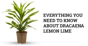 Check spelling or type a new query. Dracaena Lemon Lime Plant Care Guide