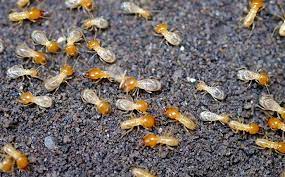 Termite control is easiest when that control is based on prevention rather than on working to get rid of termites. How Does Termite Control Work