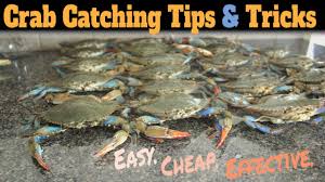 Rinse the crab under cool water, making sure to remove all the mustard. Best Bait For Blue Crabs How To Catch Blue Crabs Easy Best Way Stop Fishing Start Catching