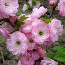 Flowering almond tree for sale canada. Buy Flowering Almond Prunus Triloba 5 Seeds Online Seeds Hobbyseeds Store