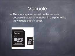 Check spelling or type a new query. Introduction Of Vacuoles Structure Functions