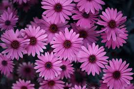 Image result for Pericallis