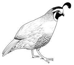 Black And White Birds In California California Quail Aliens Among Us Quail Tattoo Watercolor Bird Quail
