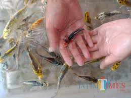 Sukses Budidaya Ikan Hias Saat Pandemi Warga Jombang Ini Raup Untung Puluhan Juta Jatim Times