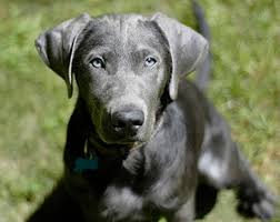 Puppy store near me can cats eat cooked celery. Labrador Retriever Coat Facts Care Grooming Shedding Playbarkrun