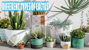 132 types of cacti (a to z photo database) gardens and landscaping / cacti search for hundreds of cacti and learn key information about each including photos, sun needs, water needs, hardiness zones, soil ph and so much more. Cactus Plants Different Types Of Cactus Youtube