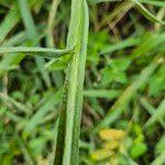 Image result for Helichrysum stenopterum