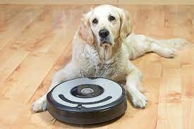 Sounds Only Dogs Can Hear Higher Pitches Is Where They Shine