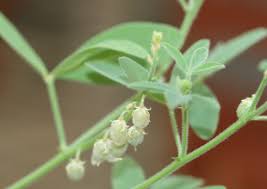 Image result for Crotalaria reptans- intermediates with pisicarpa
