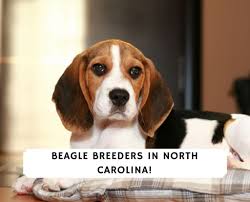 We did not find results for: 4 Best Beagle Breeders In North Carolina 2021 We Love Doodles