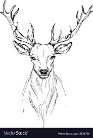 Vector Sketch By Pen Head Noble Deer Front View Download A Free Preview Or High Quality Adobe Illustrator Ai Eps Pdf A Deer Drawing Animal Sketches Deer Art