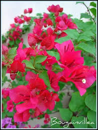 599 best flowers roses images on pinterest. Lovely Flowers And Sweet Smile For You Flower Fl Flickr