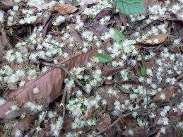 Image result for Petersianthus macrocarpus