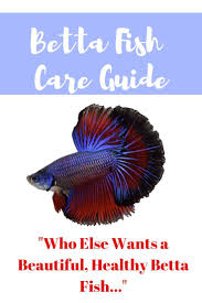Betta Fish Care Tips How To Deal With Fin Rot Betta Fish Health My Betta Wont Eat Betta Fish Care Guide Bettafish B Betta Fish Care Betta Fish Fish Care