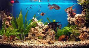 Comment créer un fond décran animé pour son. Fond D Ecran Aquarium Qui Bouge Tropical Fish Freshwater Aquarium Colorful Fish