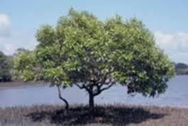 Salt concentrations in the sap of these species may be up to ten times higher than in species that exclude. Genome Of Salt Secreting Mangrove Species Decoded By Department Of Biotechnology The Financial Express