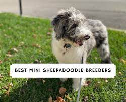 Local to south & north carolina, serving the entire united states. Best Mini Sheepadoodle Breeders On The East Coast 2021 We Love Doodles
