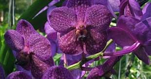 Vanda Orchid Flower Vanda Orchids Orchids Orchid Flower