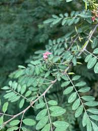 Image result for Indigofera wentzeliana