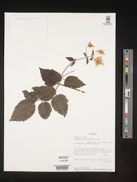 Image result for Clematis dolichopoda