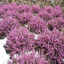 Elke dag worden duizenden nieuwe afbeeldingen van hoge kwaliteit toegevoegd. Buy Mediterranean Pink Heather Garden Goods Direct