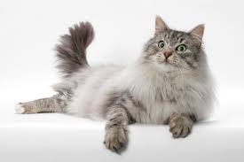 Even only about 1,200 are registered in their home country, norway. Norwegian Forest Cat Breed Information