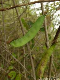 Image result for Dolichos trilobus