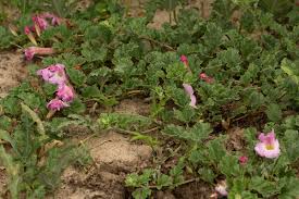 Image result for Harpagophytum zeyheri