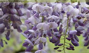 The wisteria code mentioned above is the only code that is currently in working condition. Codes For Wisteria Roblox Wisteria Codes Strucidcodes Org Wisteria Promo Codes Coupons Gadgetn3w
