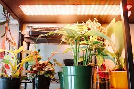 Intro is some animation shizzzz bae's been messing with lolz enjoy 🔥💨instagram: Led Grow Lights Review Green Obsessions