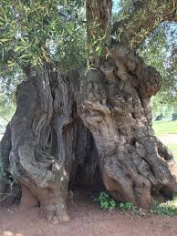 2000 Years Old Roman Olive Tree Cultivar Ogliarola Salentina At Masseria Brancati Ostuni Puglia Italy Less Than 1 Mile In 2020 Weird Trees Old Trees Unique Trees