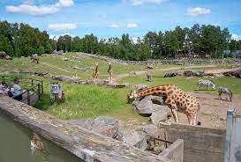 It has about 500 animals of 80 different species. Boras Djurpark Wikipedia