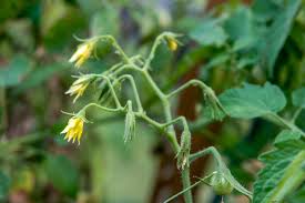 A flower has female and male parts. Controlling Tomato Blossom Drop