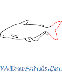 Realistic animal drawings horse drawings colorful drawings cartoon drawings art drawings horse drawing tutorial arte peculiar deer drawing horse sketch. How To Draw A Giant Catfish