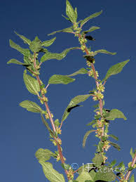 Image result for Parietaria